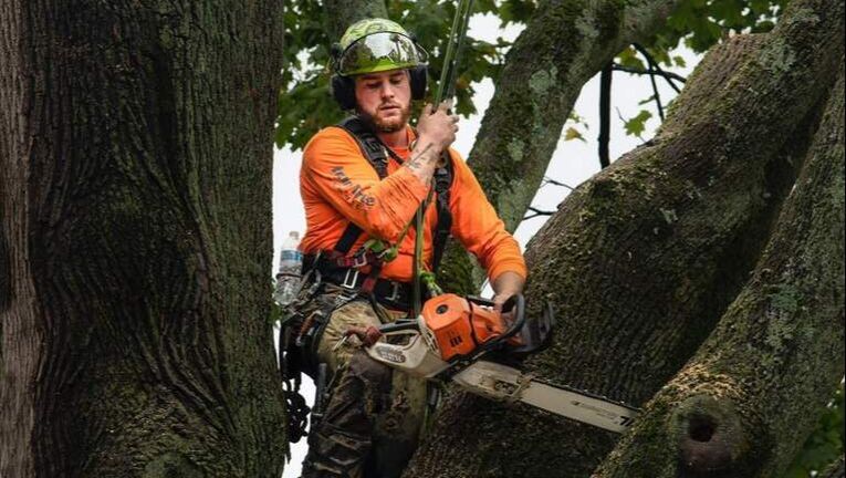 Professional cutting tree in Golden Valley using a chainsaw