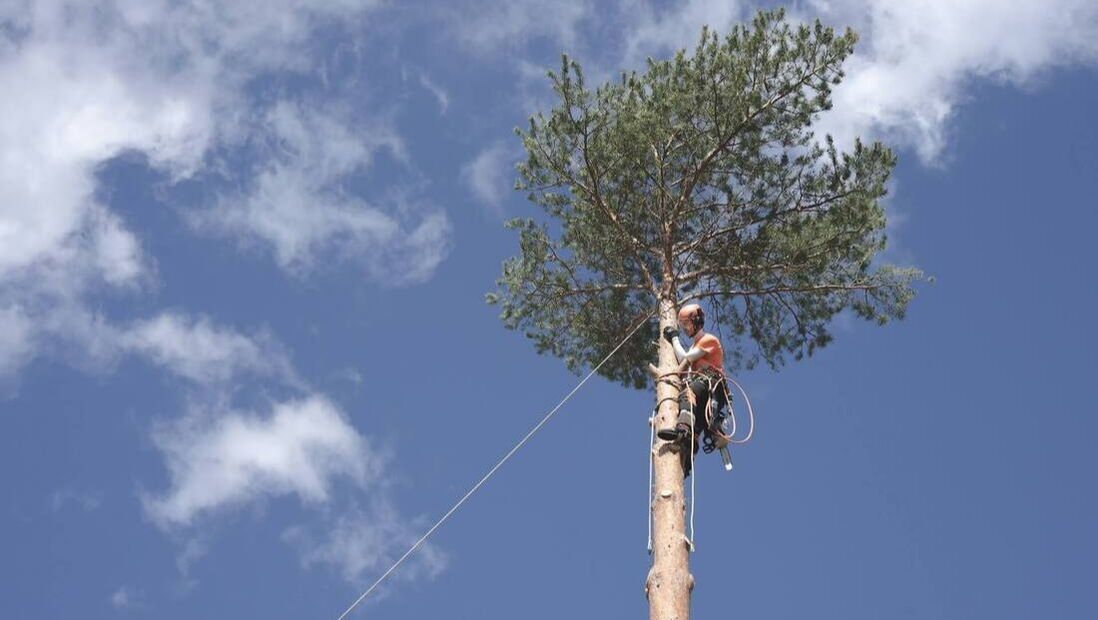 Arborists climbing tall tree to inspect infested area