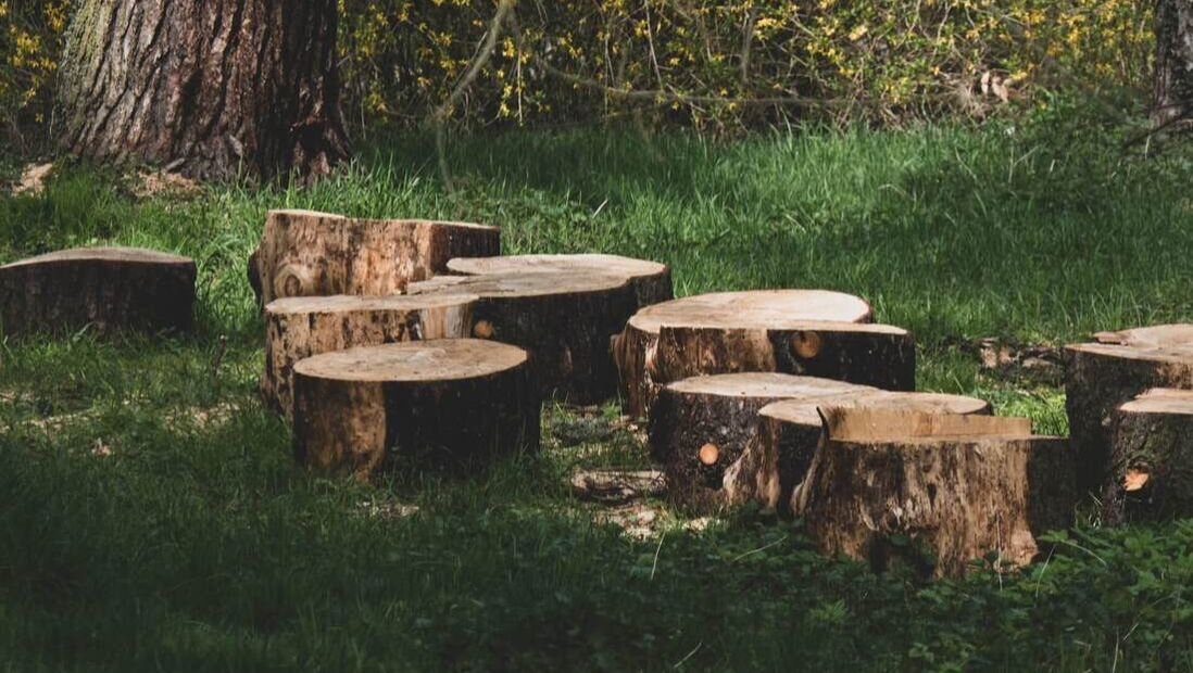 Tree stumps in backyard ready for grinding and removal
