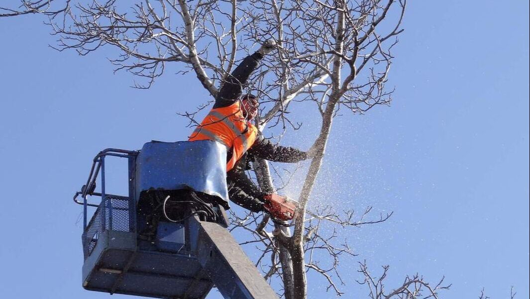Overgrown tree branches being trimmed by professional arborist