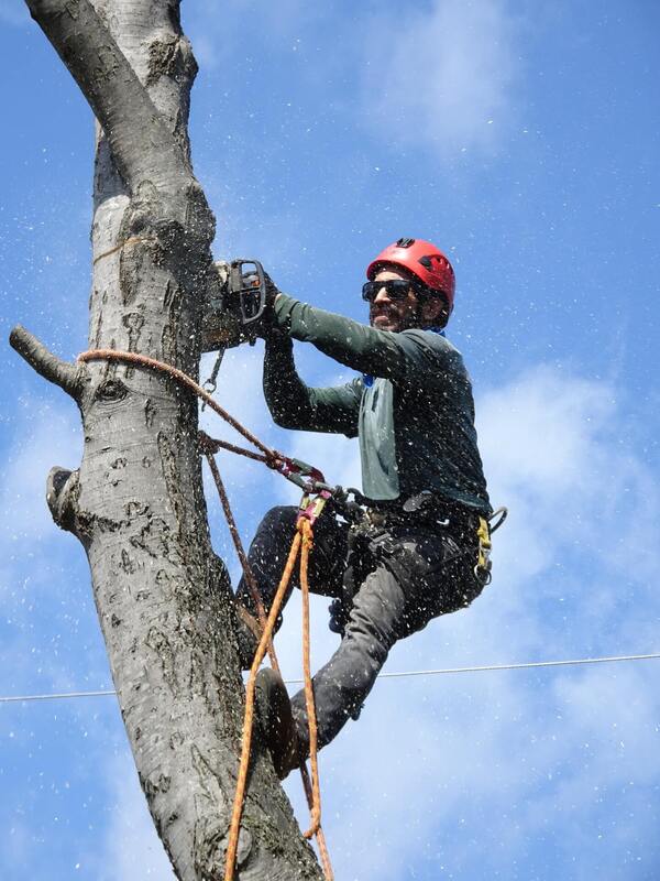 Arborist cutting down tree in sections for removal